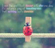 Even the prettiest flower will die one day, it's nature's way of teaching us, that nothing lasts forever.jpg